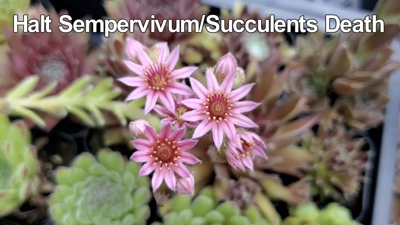 Temporarily stop the death of the succulents | Halt the death of the Sempervivum/ Hens and Chicks