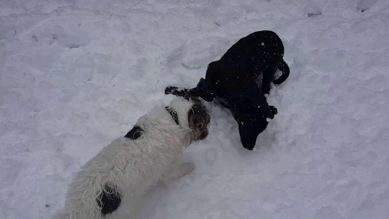 Overly submissive dogs being corrected by balanced dogs