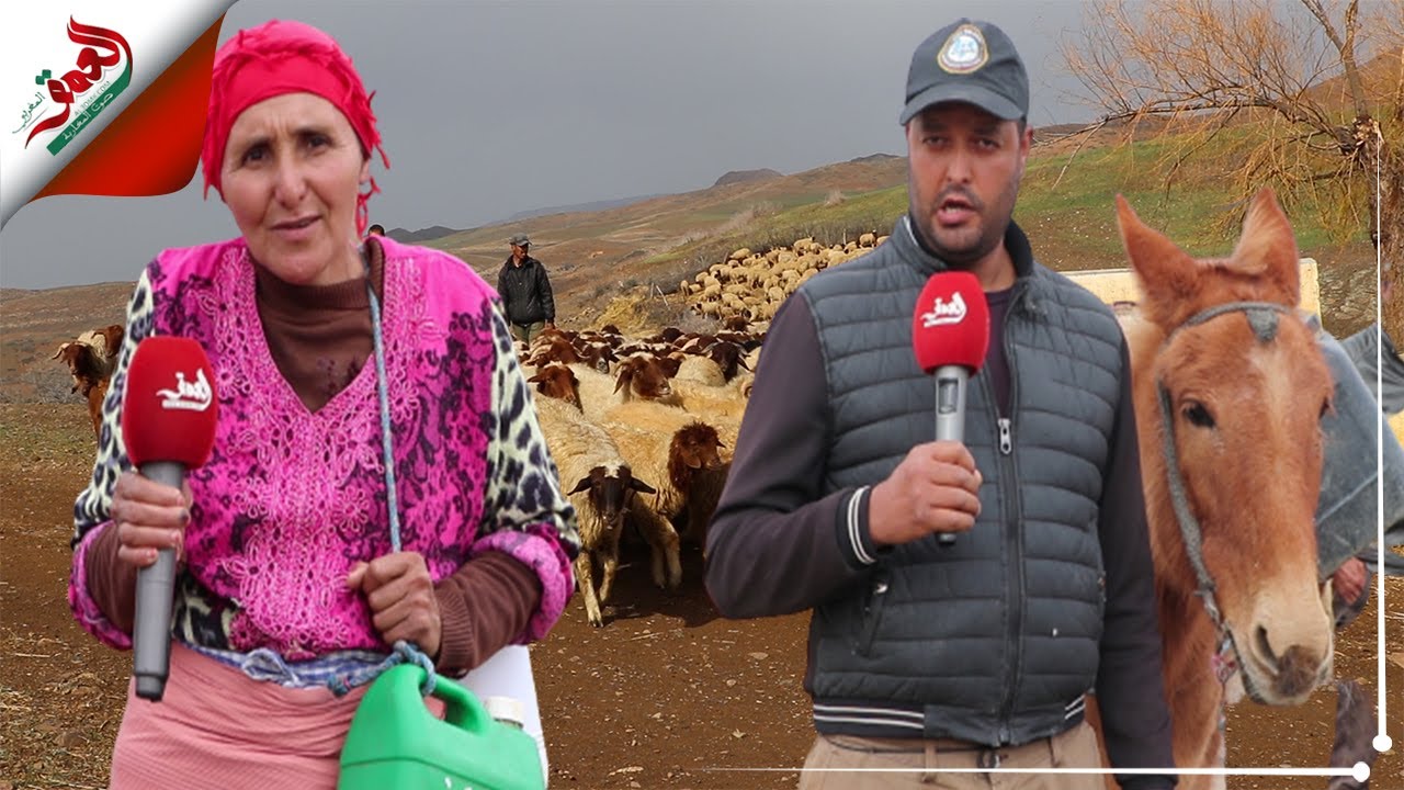 المواشي والسكان يعانون العطش رغم وفرة المياه العذبة بجبال سيدي المخفي بإفران