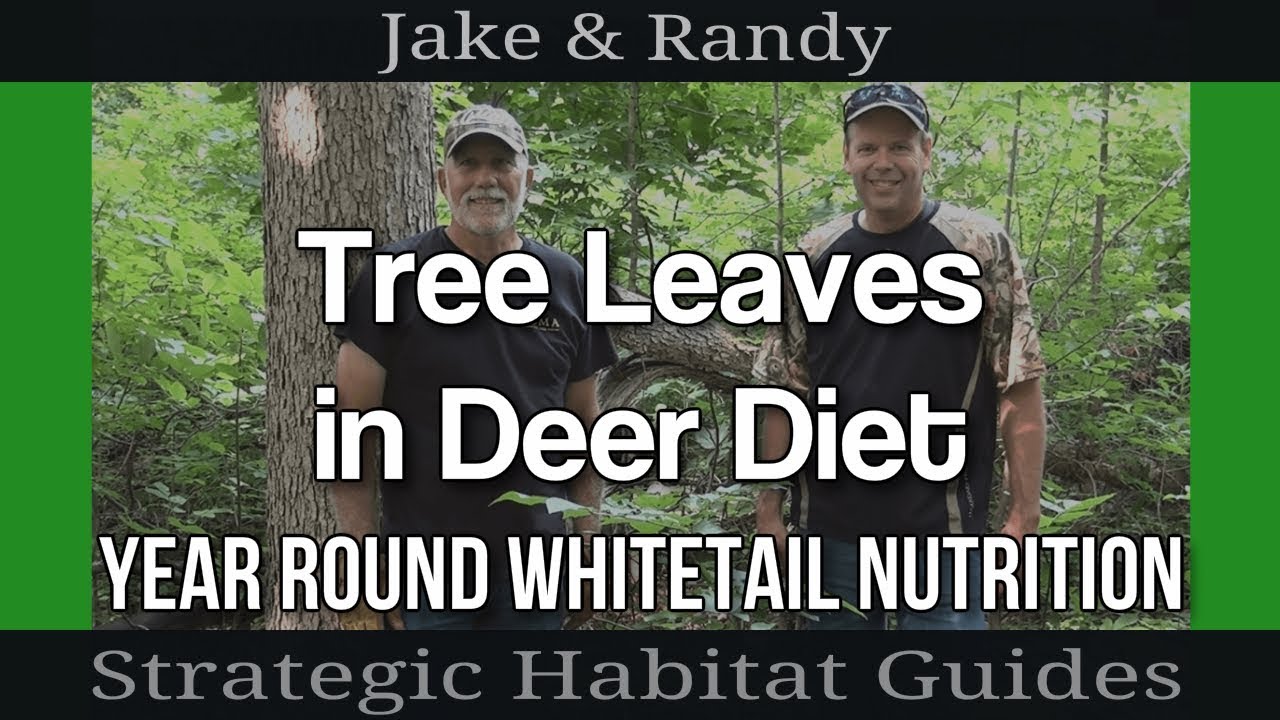 Whitetails eating oak leaves and branches even in summer Plotwatcher footage