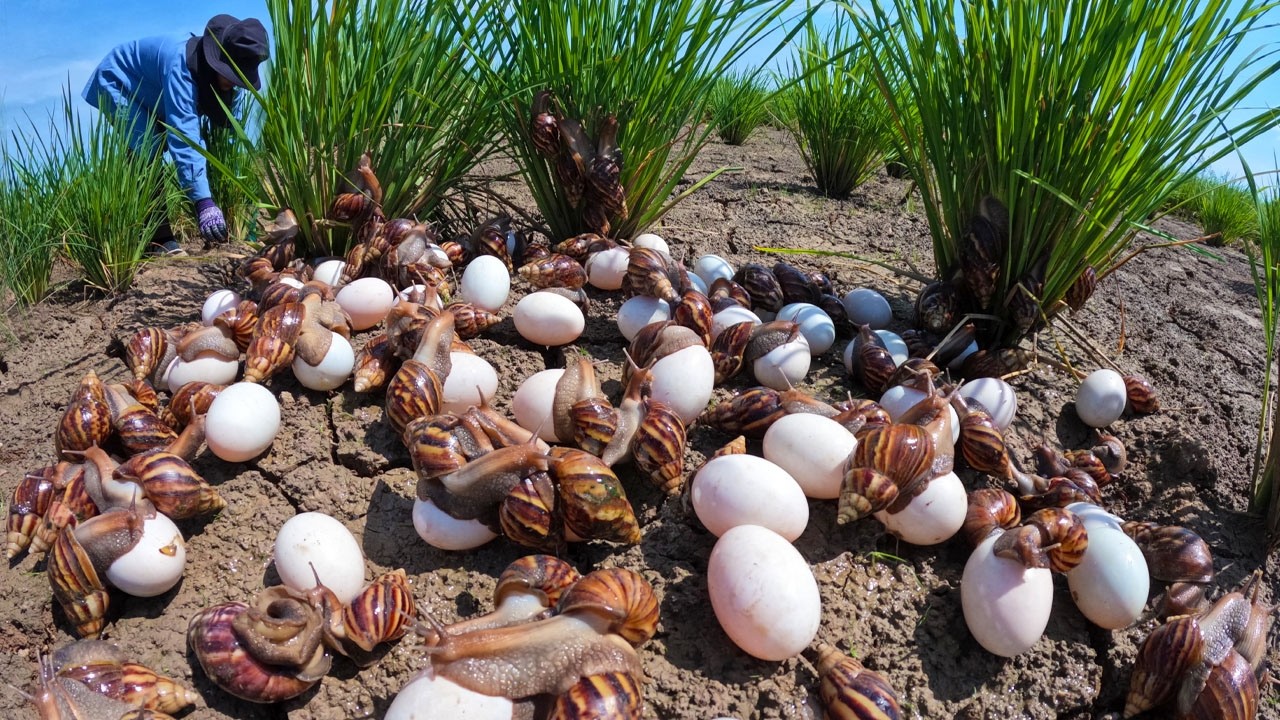 Found Thousands of Giant Snails and Mystery Eggs in the Field!
