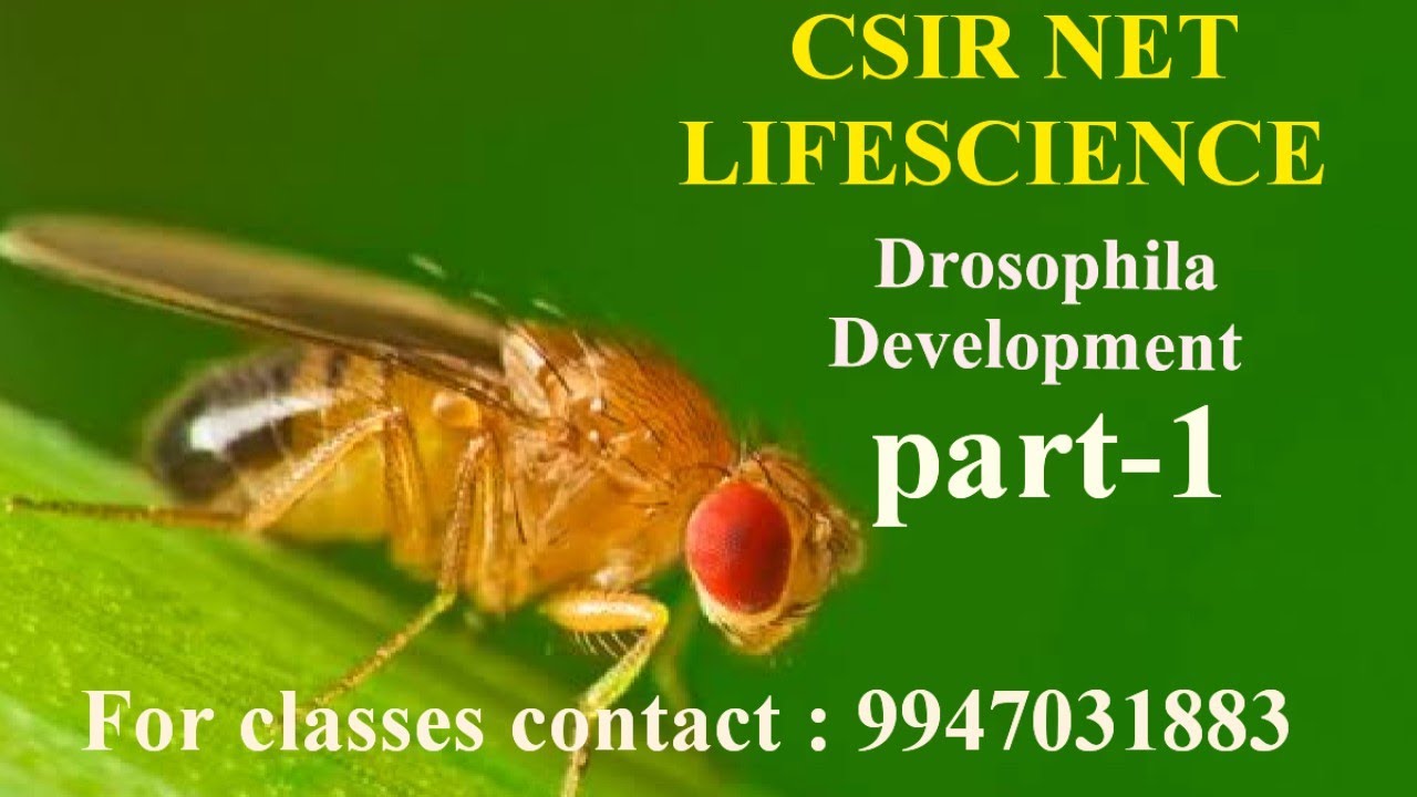 развитие дрозофилы / дробление / клеточная бластодерма / csirnetlifescience