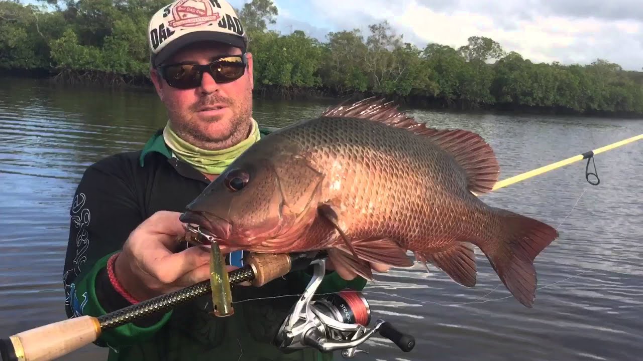 Mangrove Jack fishing Queensland Sunshine Coast