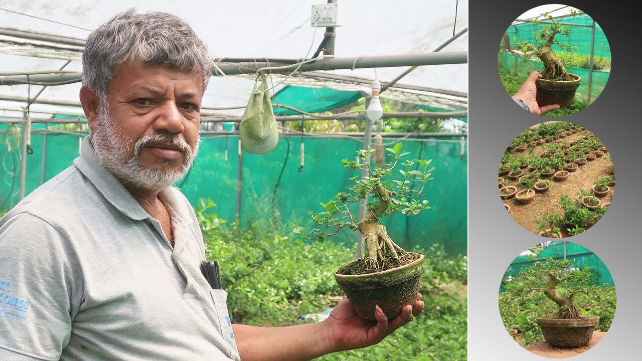 Bonsai Tour  | Premna Microphylla Bonsai |  Bonsai ideas