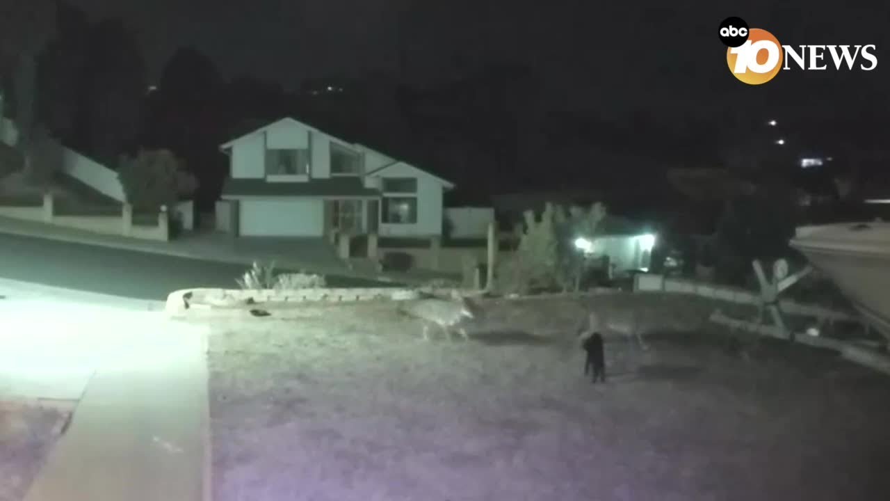 Cat keeps coyotes away from her kittens on front lawn of San Diego home