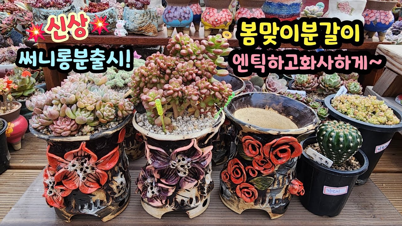 260222 목대있는다육.아담한군생다육!어떤수형도오케이!써니롱분으로봄맞이분갈이시작해요^^(다육이가방울방울☎️010-8835-7281)