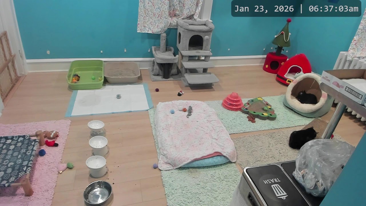 Kitkat Playroom LIVE: Meet beautiful Eden & sweet Zoe! Two wonderful members of Wyatt's Army 💕