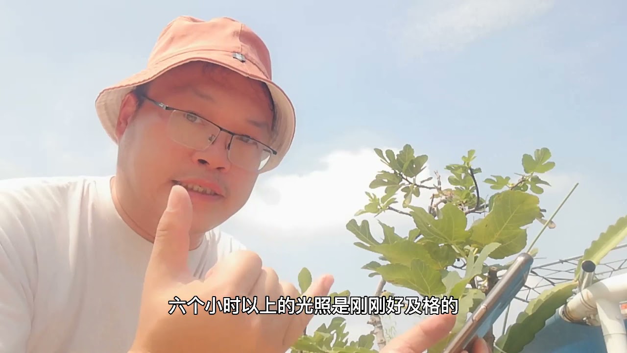 盆栽无花果好养吗？记住这“5点”，果子能长苹果大