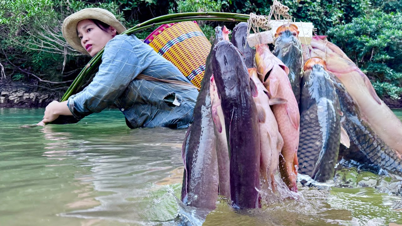 Traditional Fishing Skills - Girl catches a giant school of carp with a golden bamboo fishing rod.