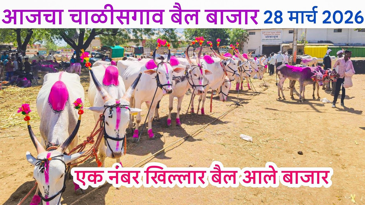Chalisgaon bail bazar 2026 | 28 March 2026 | chalisgaon bail bazar 