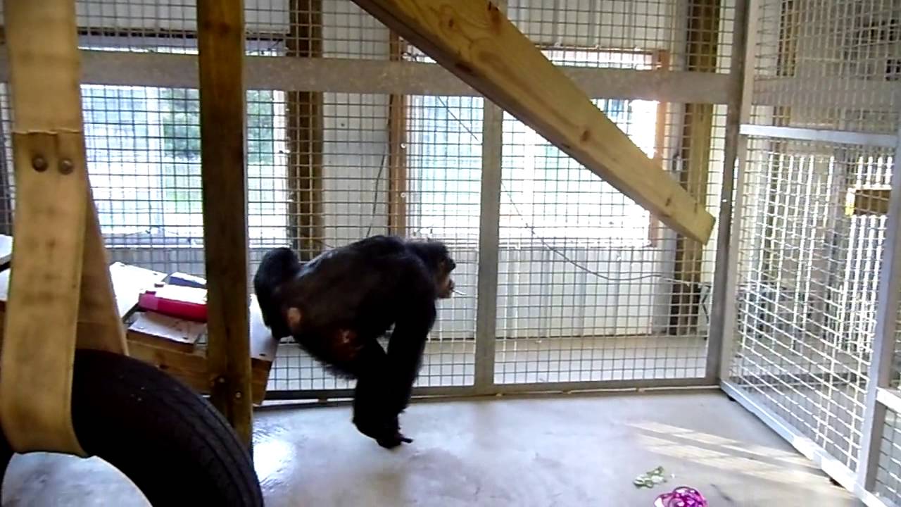 Good morning, Tarzan!