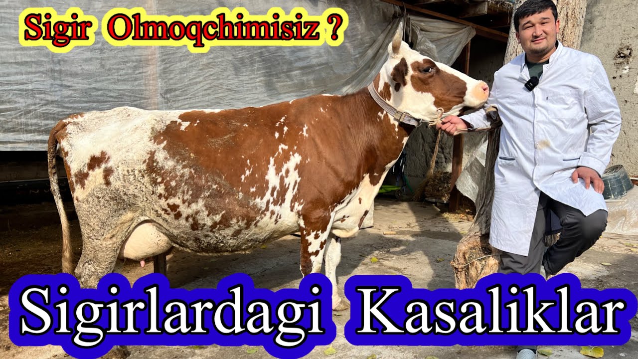 SIGIR OLIB ALDANGINGIZMI ?  Sigirlar  Nega Qochmayabti ? VETERAN  MASLAHATLARI . 👍👍👍