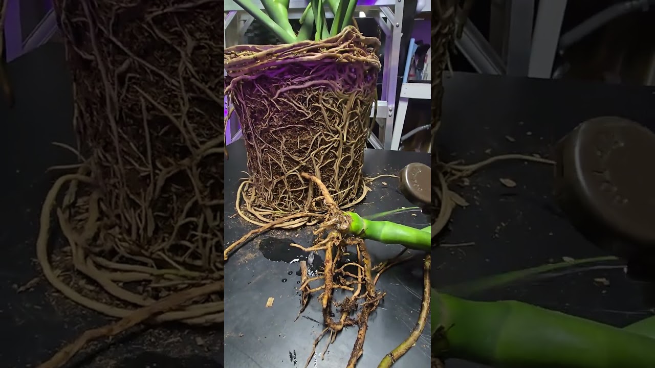 #hydrogenperoxide is a must to #disinfect your plants!!
