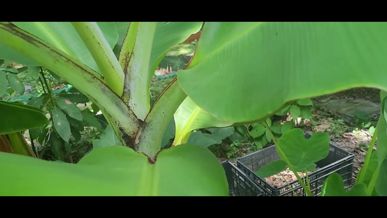 Cómo diferenciar entre una planta de Guineo y una de Plátano?