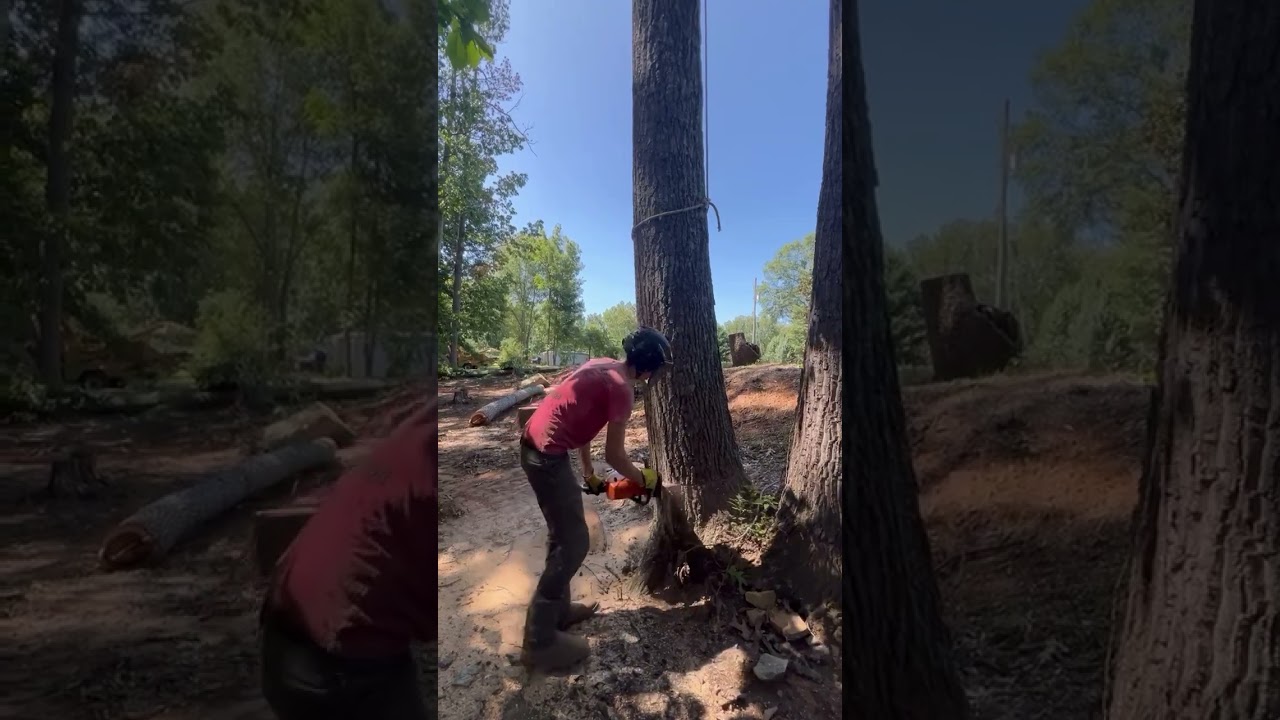 🦅🌳 #treeservice #treeremoval