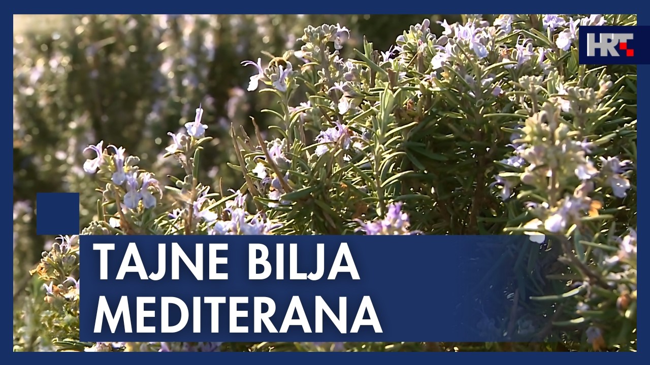 Mediteranski vrt u Vodnjanu: biljke koje liječe i miri&scaron;u