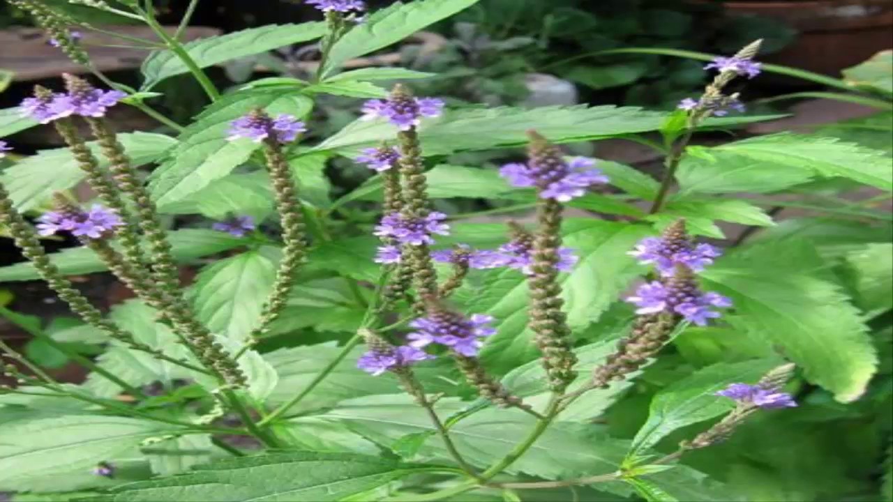 Usos De la Verbena, Propiedades y Beneficios de Verbena  (Verbena officinalis)