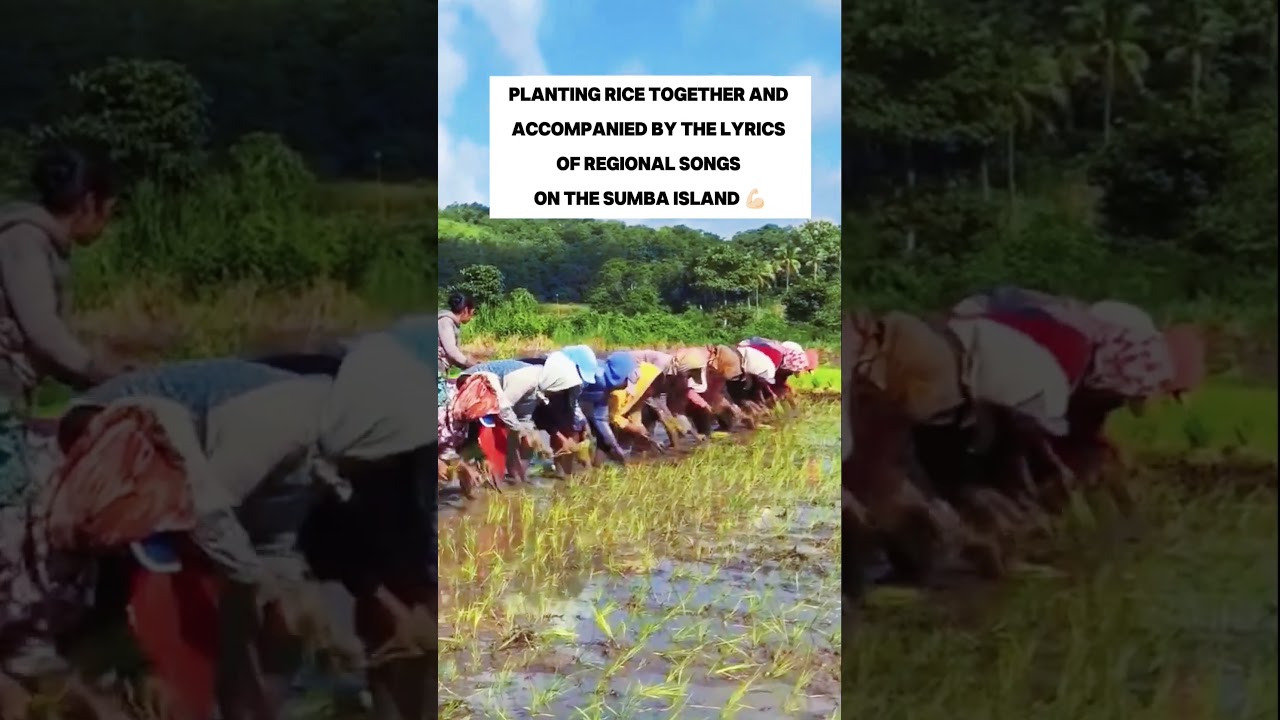 Planting Rice Together as A Sumba Culture 😱😱#funnyvideos #farming #traditional #traditions #sumba