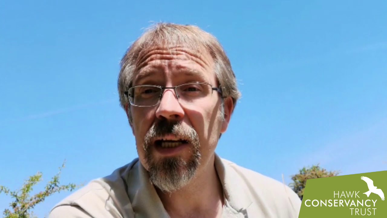 Matt explains Red Kite and Buzzard research