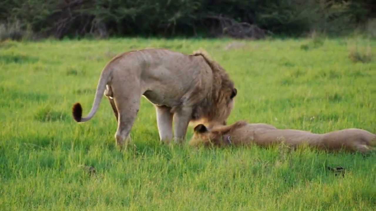 Pooping lion