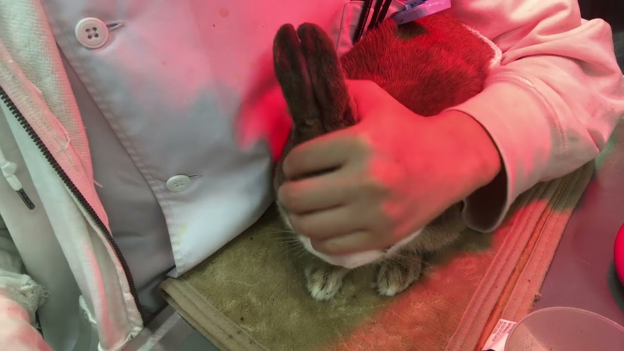 ⑼ミニウサギのころ助ちゃんの治療