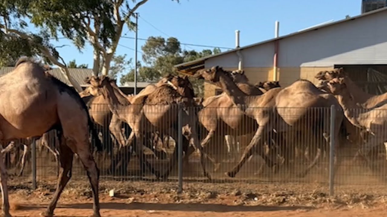 Residents held hostage in their homes by feral camels in the Northern Territory