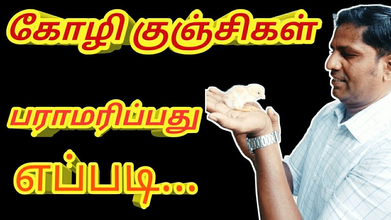 முட்டை முதல் குஞ்சுகள் வரை பாகம் : 02