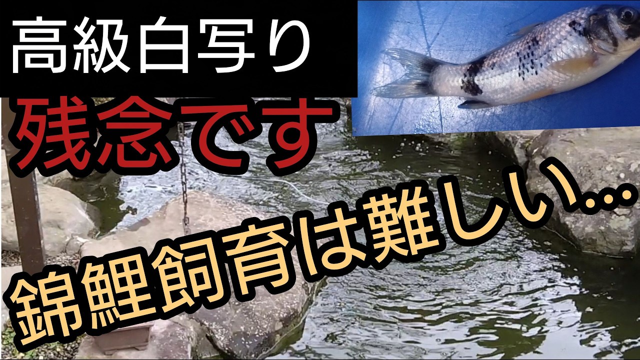 高級白写り…残念です。錦鯉飼育は難しい。　#錦鯉 　#アクアリウム　# koi