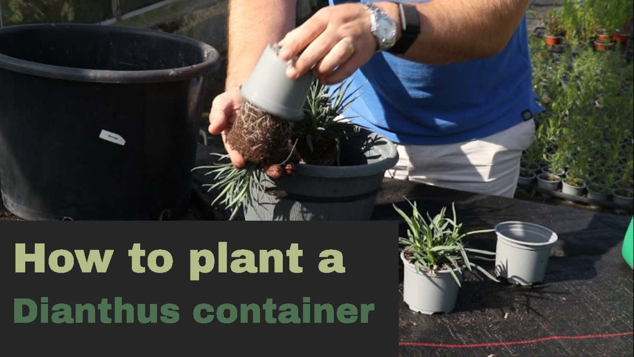 How to grow Scented Dianthus in a container