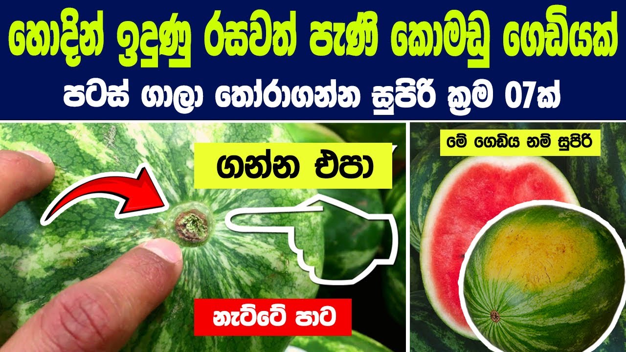 හොදින් ඉදුණු රසවත් කොමඩු ගෙඩියක් තෝර ගන්න විද්‍යාත්මක ක්‍රම 7 | How to Pick a Sweet and Ripe Melon