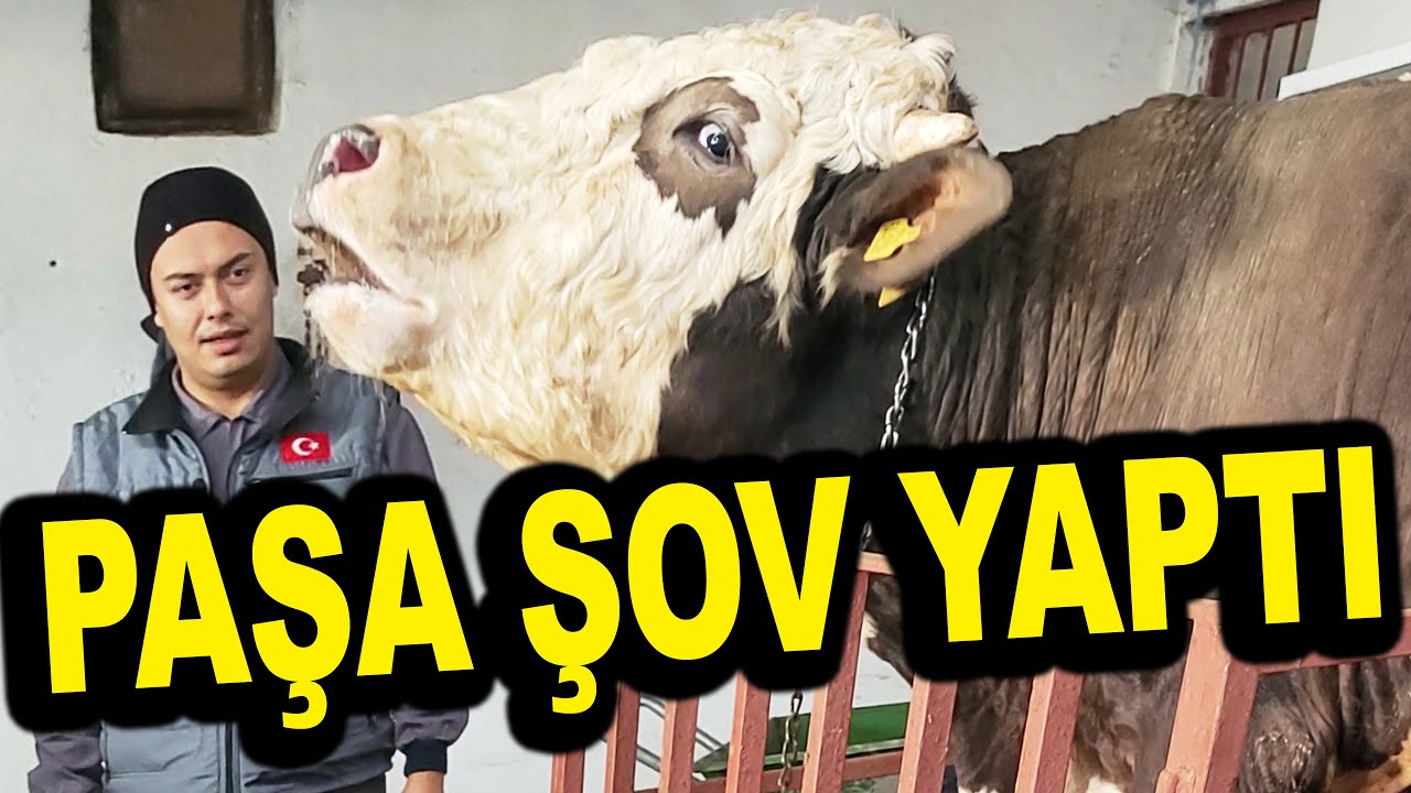 PAŞA BASKÜLDE ŞOV YAPTI - Dündar Besi Çiftliği Ankara