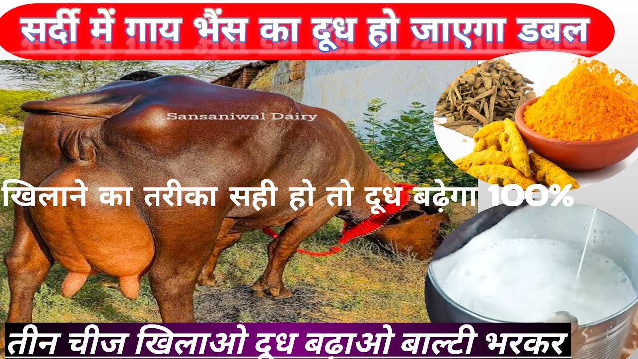 सर्दी में दूध कैसे बढ़ाएं 🥛 तीन चीज खिलाओ दूध बढ़ाओं ❓❌❓ खिलाने का तरीका सही है तो 