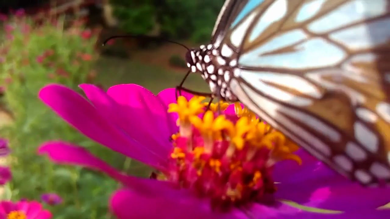 What do butterflies eat? Butterfly sucks honey from flower.# butterfly on flower