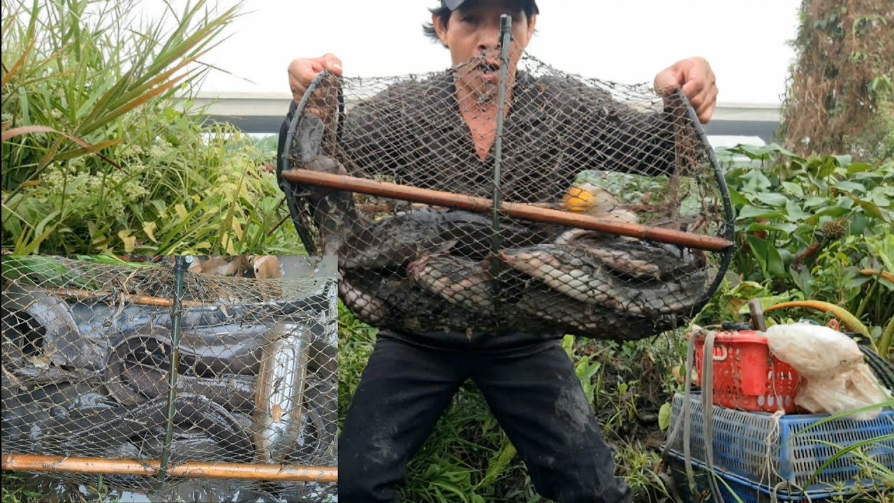 28 Tết Âm Lịch | Kỷ Luật Đi Thăm 6 Cái Lờ Cá – Trúng Mánh 1 Lờ 20 Con | Tổng Gần 20Kg Cá Quá Đã