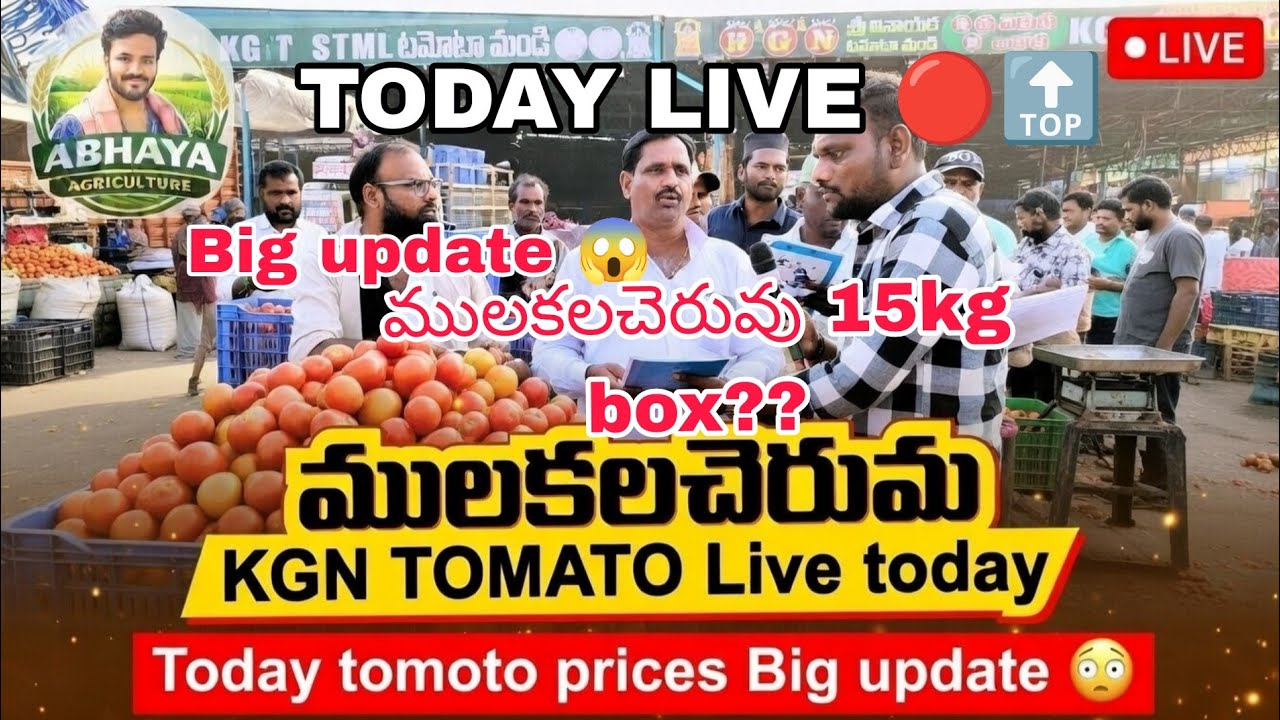MULAKALACHERUVU KGN TOMATO MARKET LIVE 🔴||@Abhaya Agriculture  is