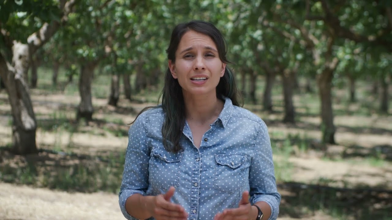 Pistachio Nitrogen Management Spanish