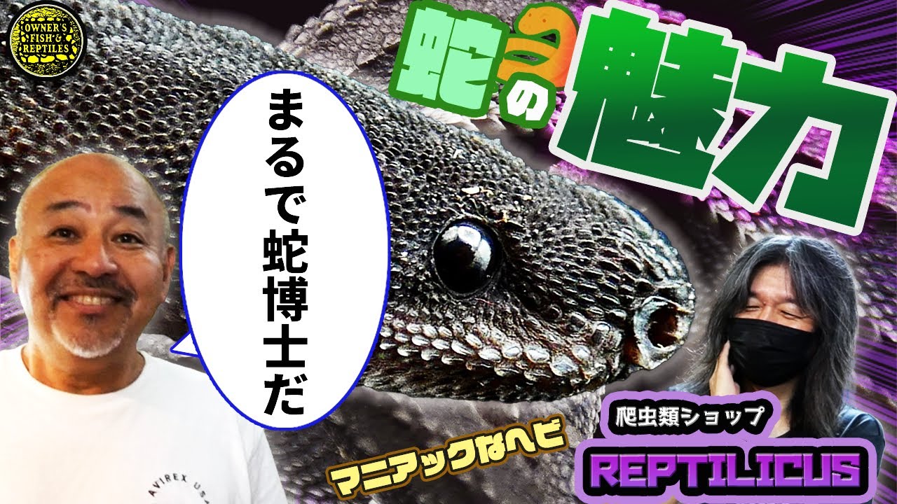 【爬虫類トーク】ヘビの魅力について【蛇】