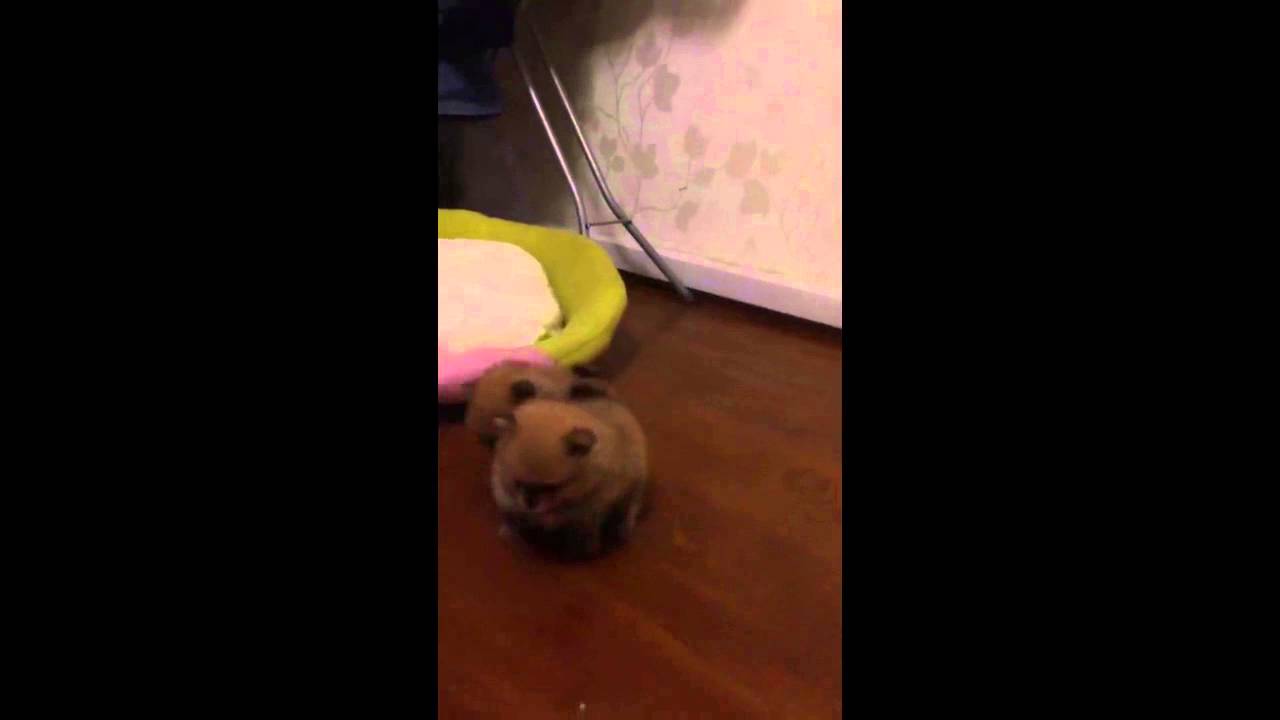 miracledivin pomeranskiy spitz