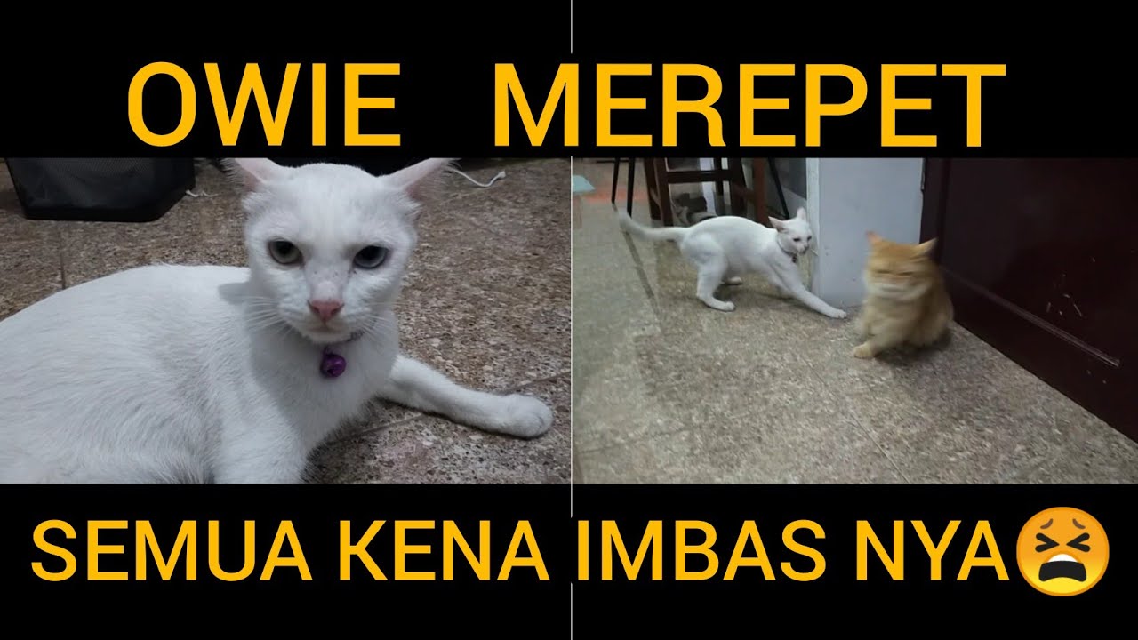 OWIE NGAMUK NGAMUK GUYS!!!! KUCING EMOTIAN