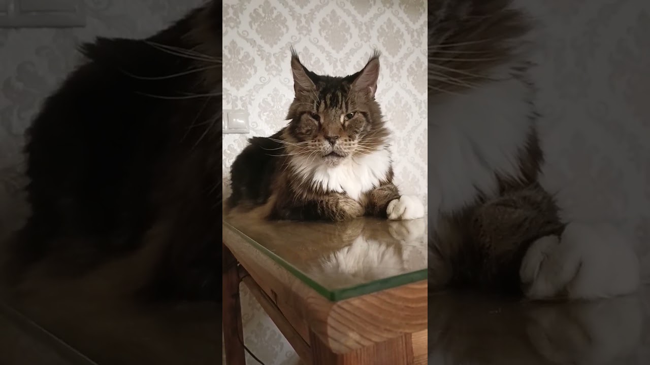 Релакс У Кота🌙 🐅 #подпишись #cat #cats #catshorts #catvideos #catlife #catholic #cartoon #shorts