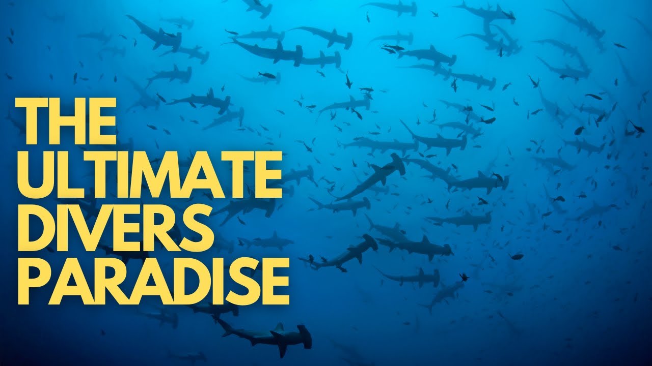 Why Scuba Diving The Galapagos Is #1 On Every Divers Bucket List