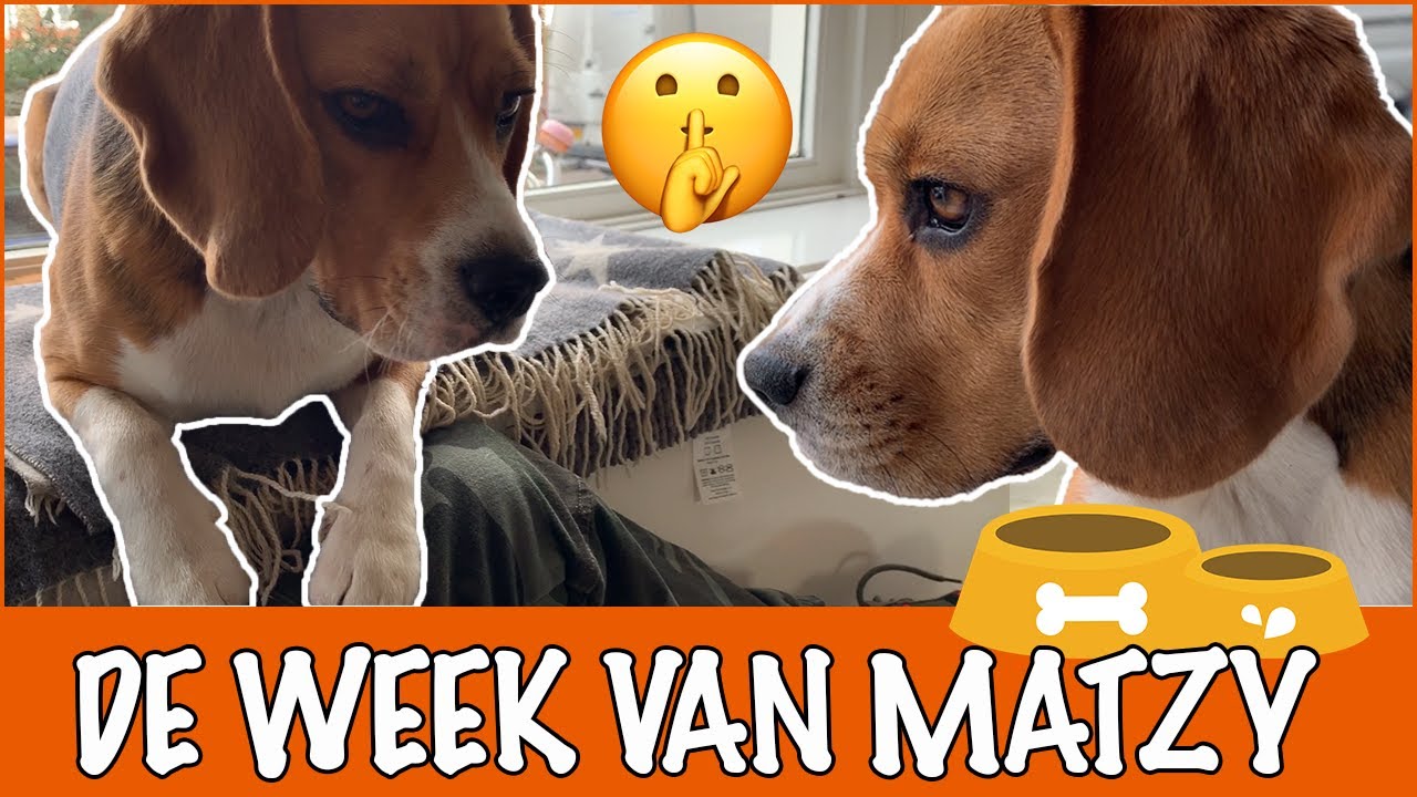 Matzy heeft het heel druk! + GIMDOG winnaars | DierenpraatTV