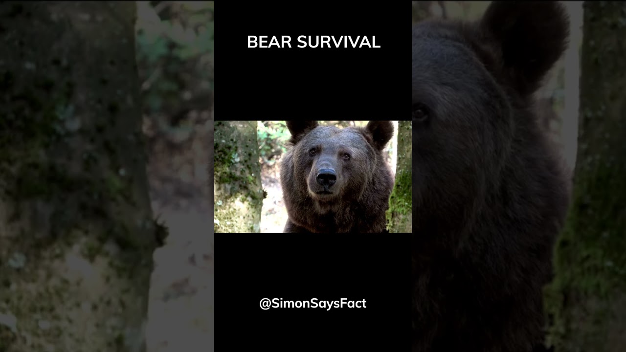 Bear Encounter Tips: Know Your Bears