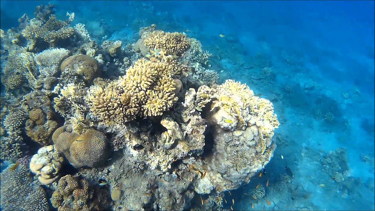 eilat 2014 שמורת טבע,שונית האלמוגים