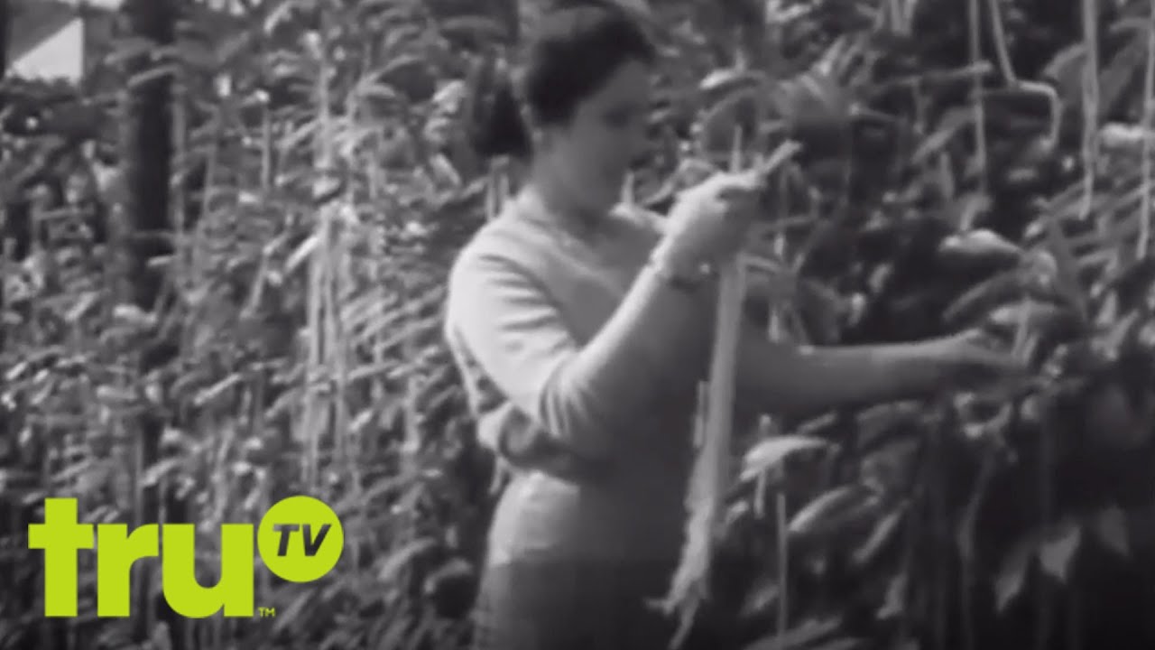 Best Hoaxes Ever - Spaghetti Trees