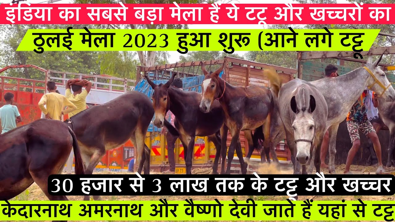 इंडिया का सबसे बड़ा मेला यहां से जाते हैं केदारनाथ अमरनाथ और वैष्णो देवी के लिए टट्टू और खच्चर !