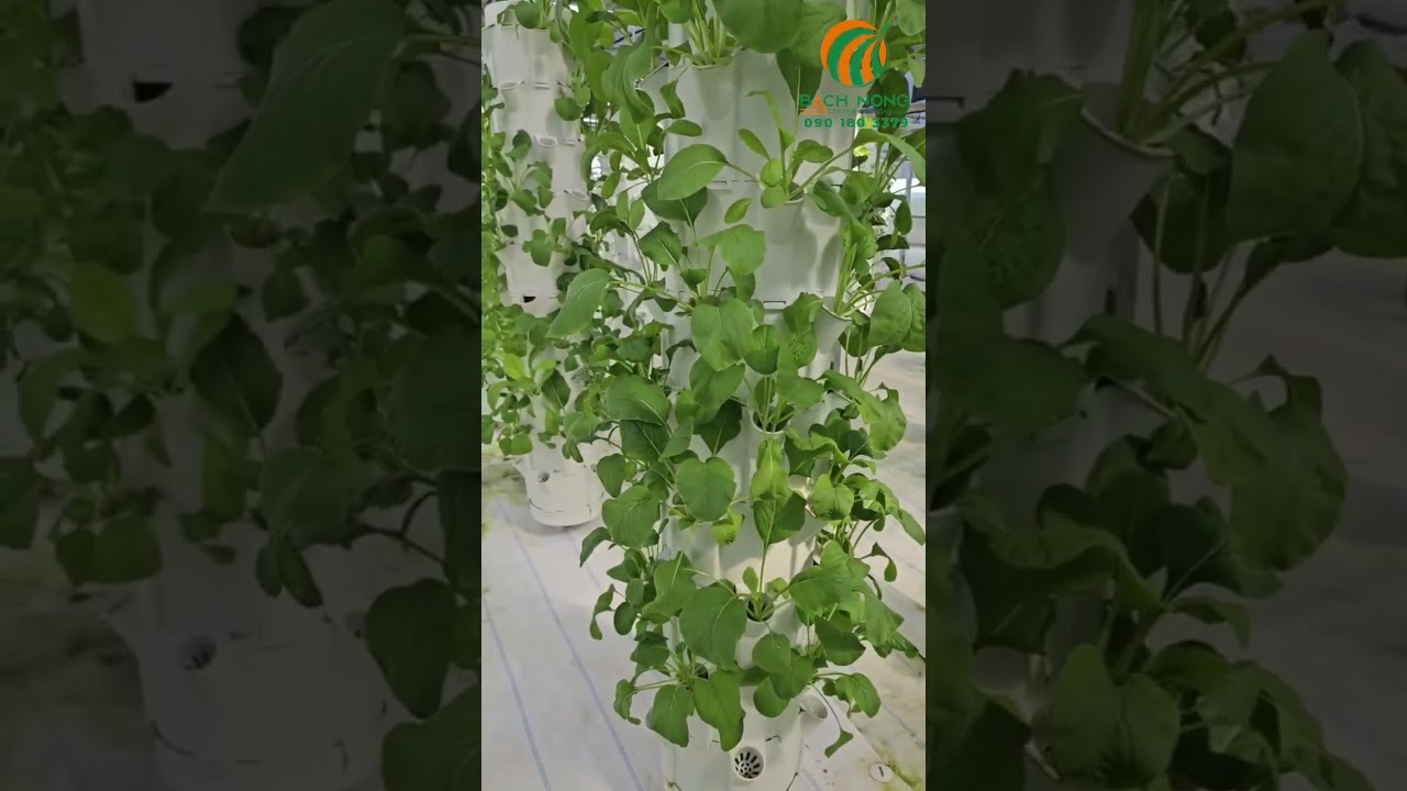NHÀ MÀNG CÔNG NGHỆ CAO TRỒNG RAU THỦY CANH