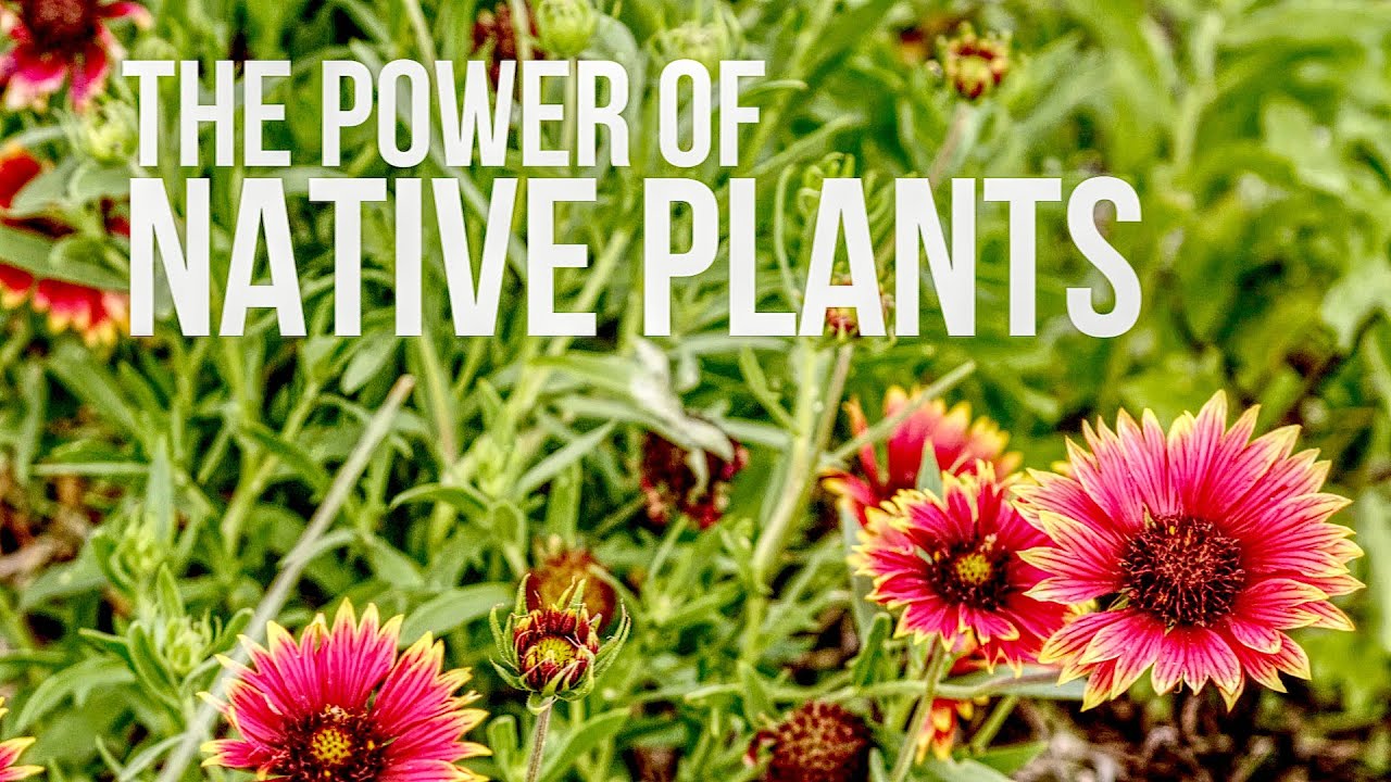 The Power of Native Plants