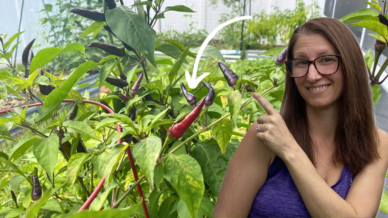 Growing a Year's Worth of Peppers | Freeze Drying Spicy Chili