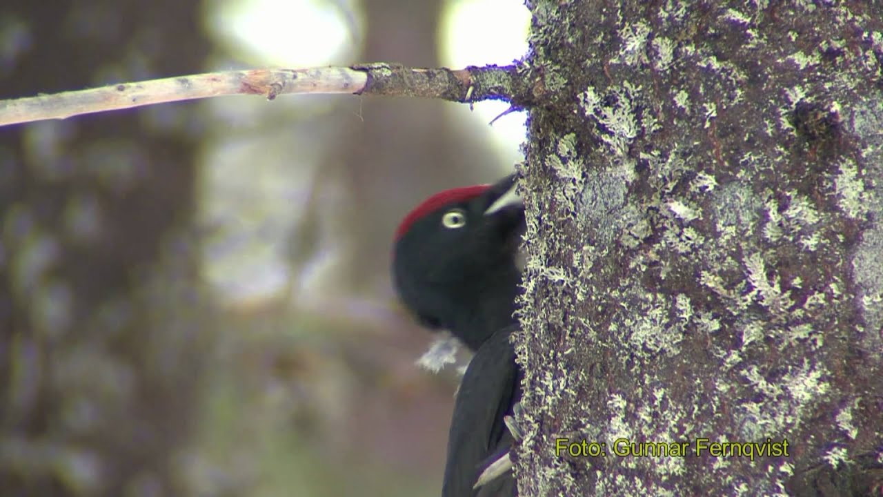 SPILLKR&Aring;KA  Black Woodpecker  (Dryocopus martius)  Klipp - 206